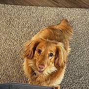 Willow is registered to the contest to win money with this photo: dog, golden_dog, pet, animal, fluffy, carpet, indoor, looking_up, cute, canine, fur, ears, tail, smiling, friendly, companion, domestic_animal, brown, collar, home
