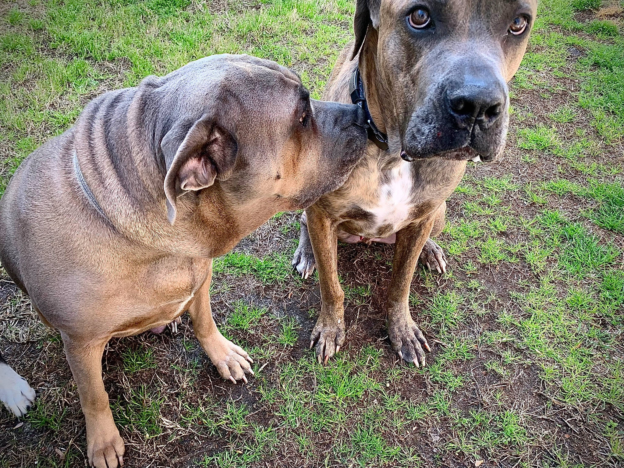 Aurora joined the competition — help win amazing prizes! ancient_dog_breeds, canidae, carnivore, companion_dog, dog, dog_breed, dogo_sardesco, fawn, grass, guard_dog, hunting_dog, liver, non_sporting_group, snout, sporting_group, terrestrial_animal, treeing_tennessee_brindle, whiskers, working_animal, working_dog