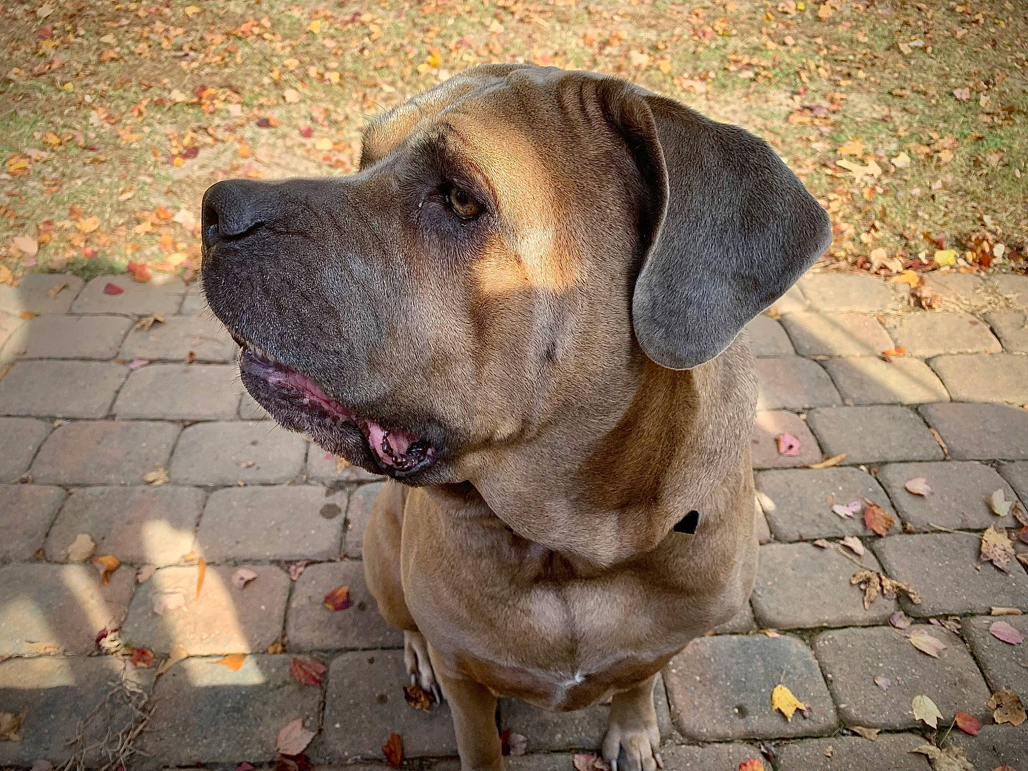 Aurora joined the competition — help win amazing prizes! canidae, carnivore, cobblestone, collar, companion_dog, dog, dog_breed, dog_collar, fawn, fur, hunting_dog, liver, pet_supply, road_surface, snout, sporting_group, terrestrial_animal, whiskers, working_animal, working_dog