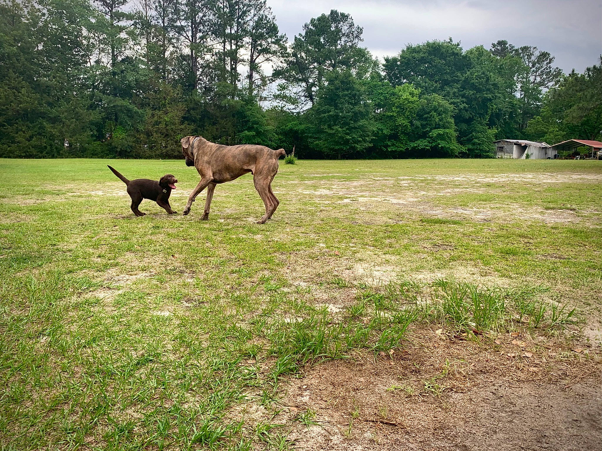 Apollo joined the competition — help win amazing prizes! canidae, carnivore, cloud, companion_dog, dog, dog_breed, fawn, grass, grassland, guard_dog, landscape, meadow, pasture, plant, shade, sky, sporting_group, tail, tree, working_animal
