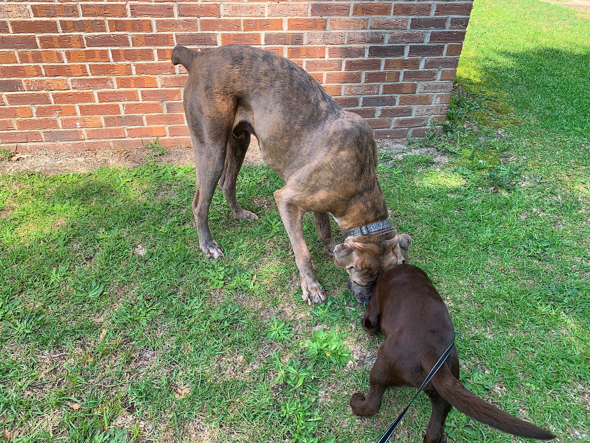 Apollo is registered to the contest to win money with this photo: brick, brickwork, canidae, carnivore, collar, companion_dog, dog, dog_breed, dog_supply, fawn, grass, hunting_dog, liver, snout, sporting_group, tail, terrestrial_animal, treeing_tennessee_brindle, working_animal, working_dog