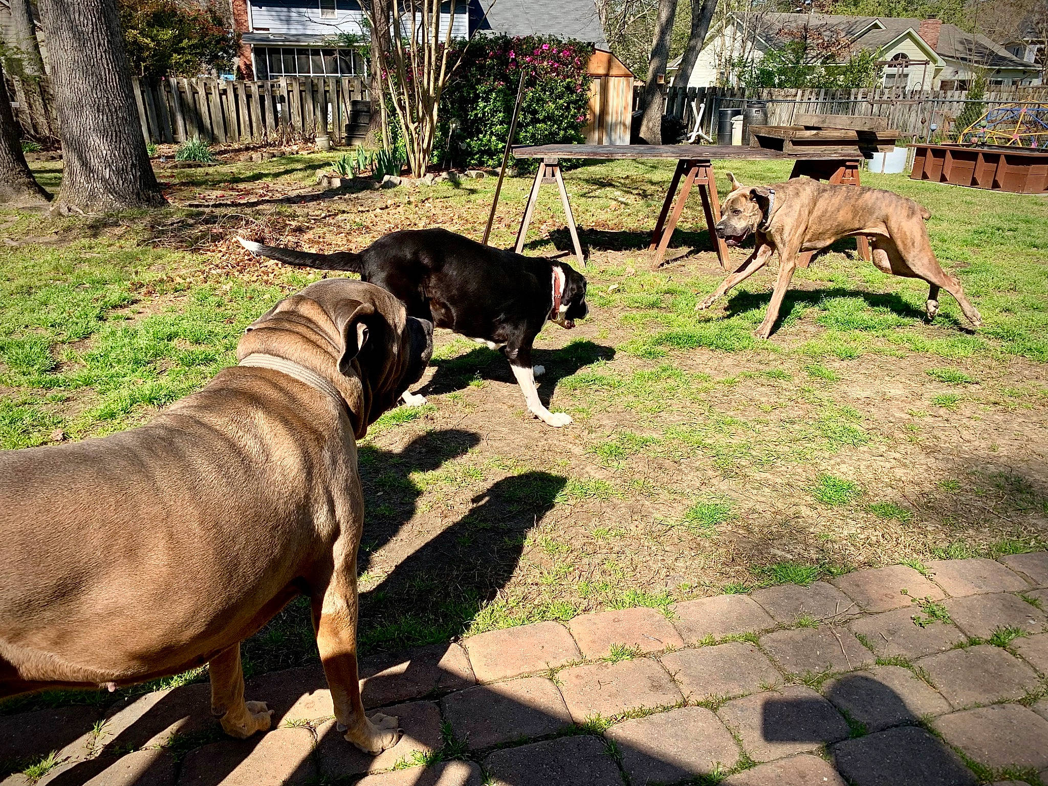 Trigger joined the competition — help win amazing prizes! canidae, carnivore, dog, dog_breed, fawn, grass, guard_dog, herd, hunting_dog, landscape, plant, shadow, snout, sporting_group, tail, terrestrial_animal, tree, wildlife, working_animal, working_dog