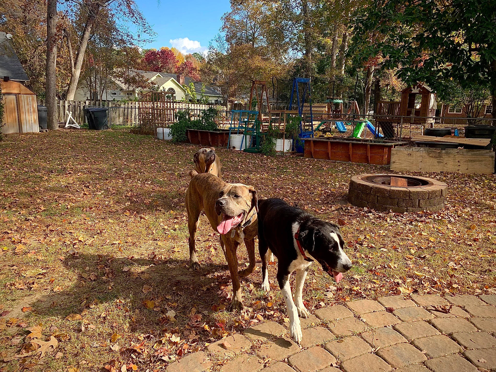 Trigger joined the competition — help win amazing prizes! building, canidae, carnivore, cobblestone, dog, dog_breed, fawn, grass, house, landscape, leisure, plant, road_surface, sidewalk, sky, soil, sporting_group, tree, working_animal, working_dog