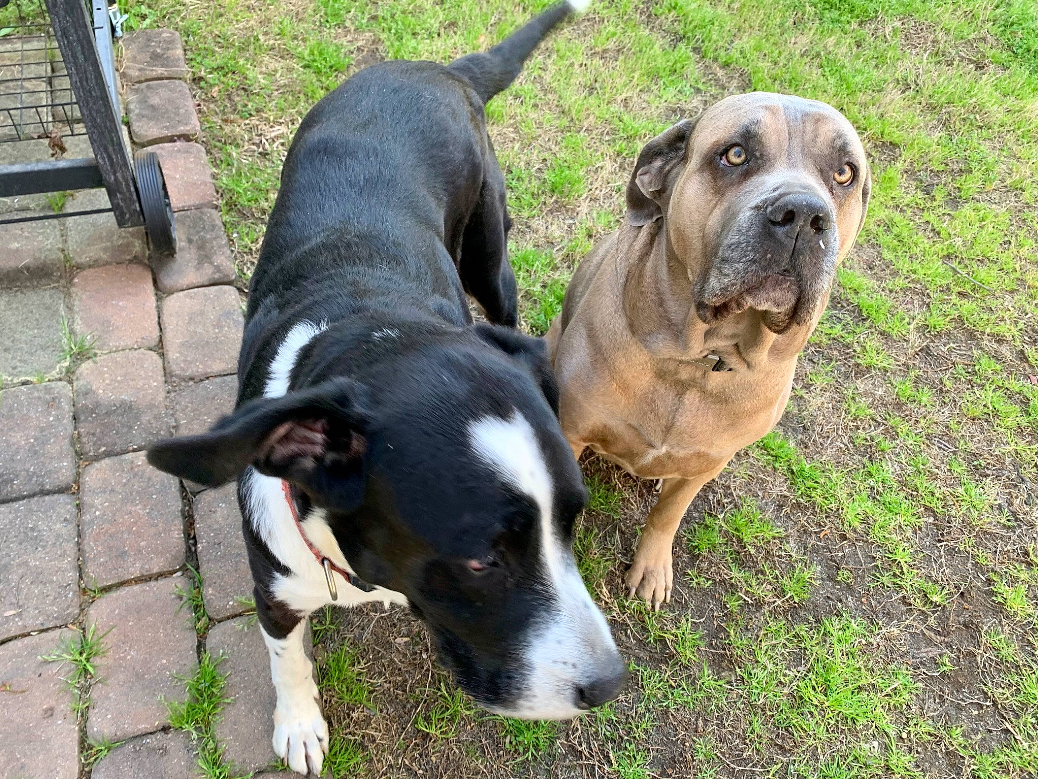 Trigger is registered to the contest to win money with this photo: canidae, carnivore, collar, companion_dog, dog, dog_breed, dog_collar, grass, guard_dog, molosser, non_sporting_group, plant, scent_hound, snout, sporting_group, street_dog, tail, whiskers, working_animal, working_dog