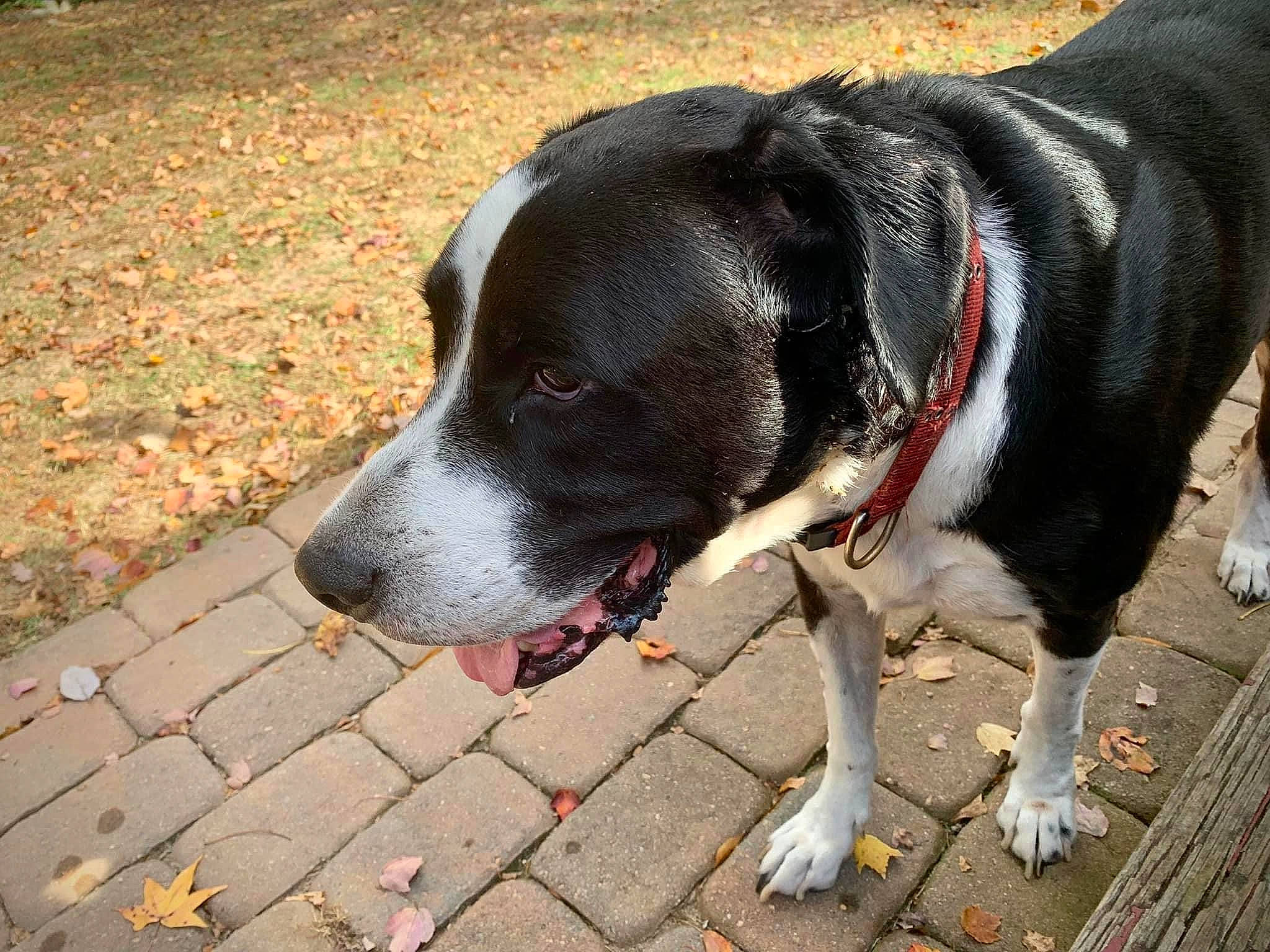 Trigger joined the competition — help win amazing prizes! borador, canidae, carnivore, collar, companion_dog, dog, dog_breed, dog_collar, dog_supply, fashion_accessory, fur, leash, pet_supply, road_surface, sidewalk, snout, sporting_group, tail, working_animal, working_dog