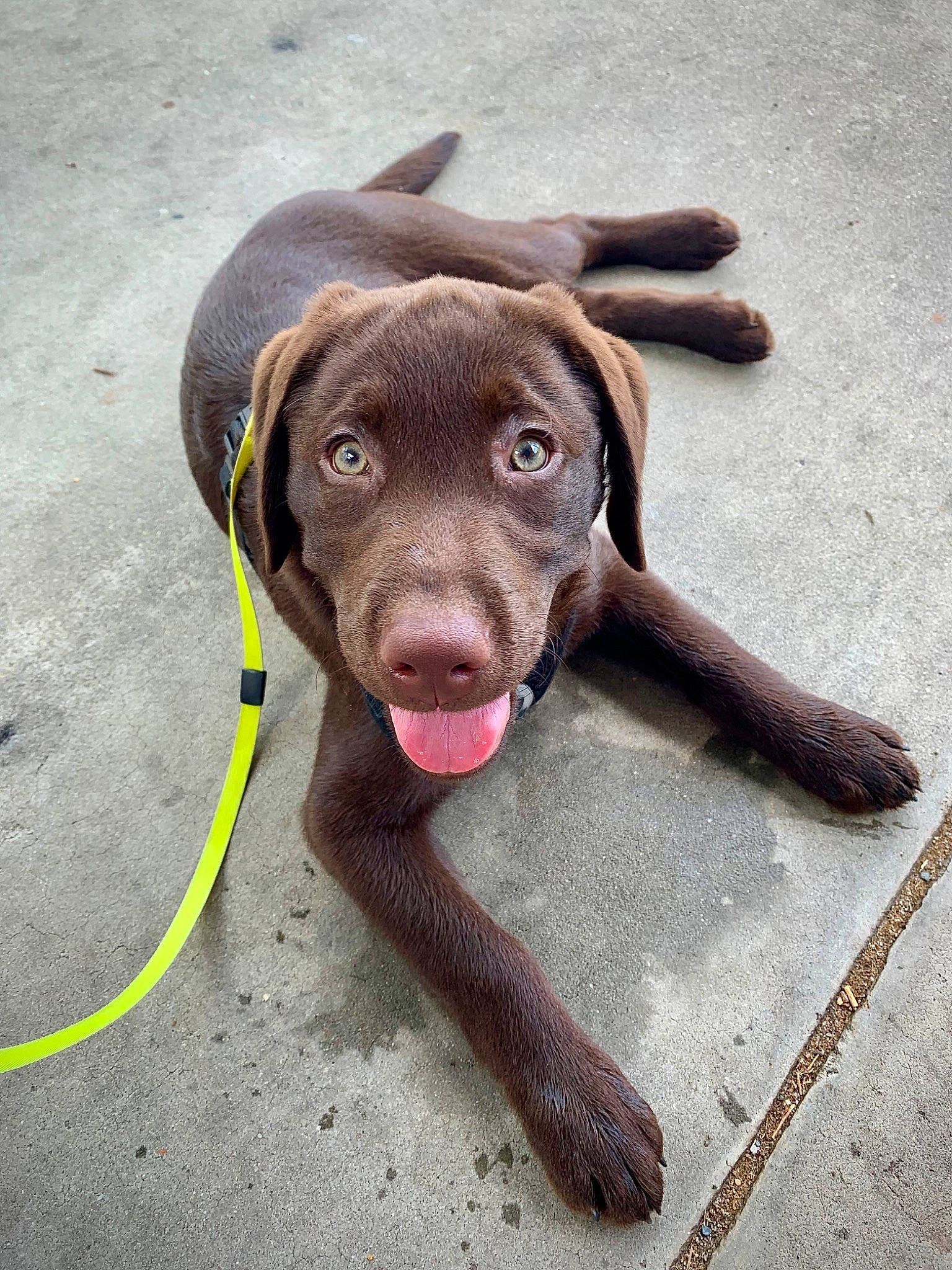 Kona joined the competition — help win amazing prizes! borador, canidae, carnivore, collar, companion_dog, dog, dog_breed, dog_collar, fashion_accessory, fawn, fur, labrador_retriever, leash, liver, pet_supply, snout, sporting_group, tail, whiskers, working_animal