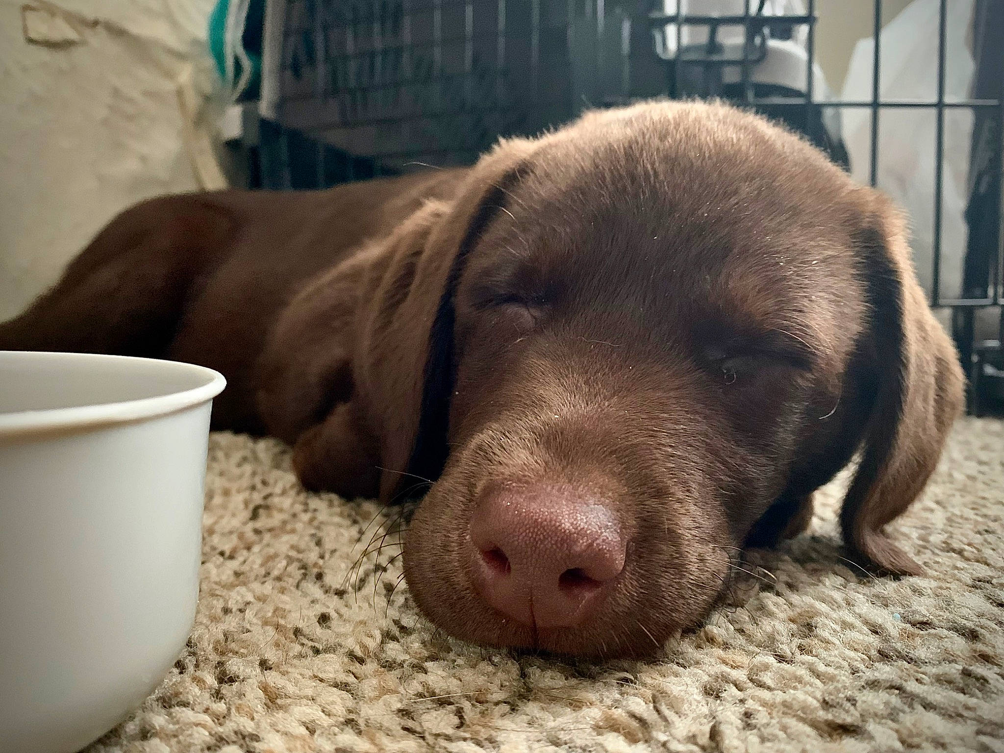 Kona joined the competition — help win amazing prizes! canidae, carnivore, comfort, companion_dog, dishware, dog, dog_breed, fawn, fur, gun_dog, liver, nap, natural_material, pet_supply, serveware, sporting_group, tableware, terrestrial_animal, whiskers, working_animal