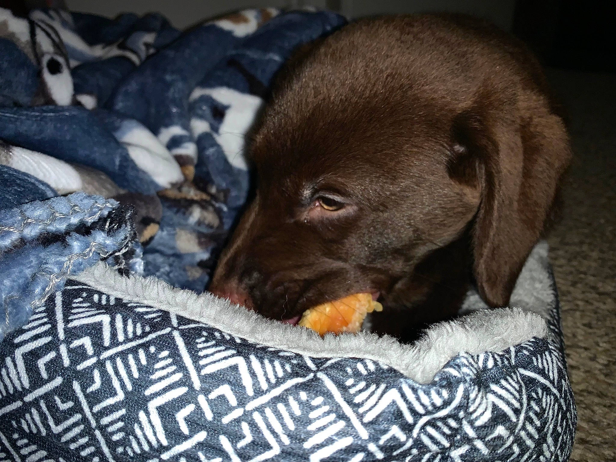 Kona joined the competition — help win amazing prizes! borador, brown, canidae, carnivore, comfort, companion_dog, dog, dog_breed, fawn, fur, gun_dog, hunting_dog, liver, snout, sporting_group, terrestrial_animal, whiskers, working_animal