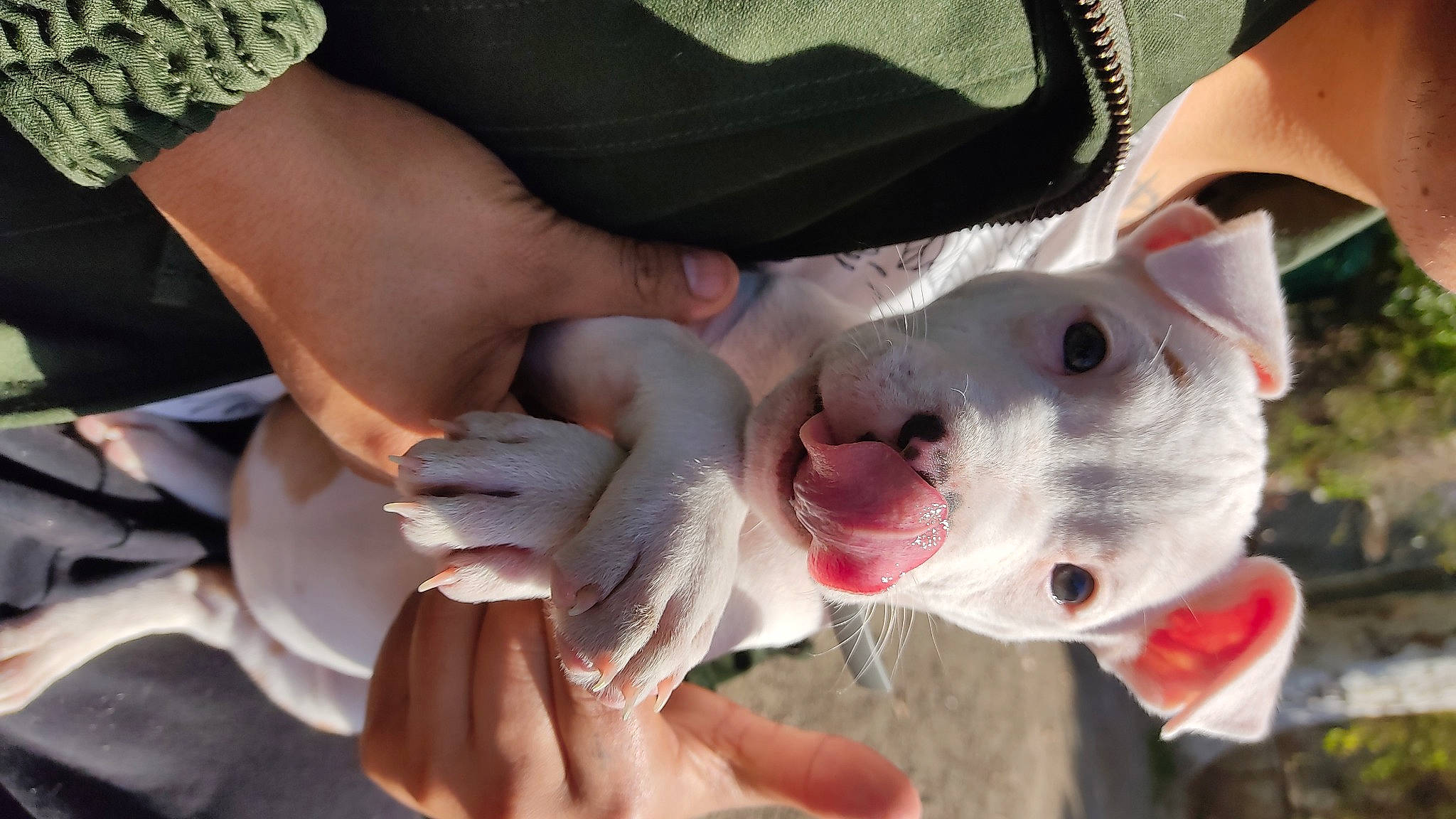 Tina participe au concours pour gagner de l'argent avec cette photo : canidae, carnivore, collar, companion_dog, dog, dog_breed, dog_collar, fang, fawn, fur, gesture, happy, jaw, nail, non_sporting_group, snout, sporting_group, thumb, working_animal