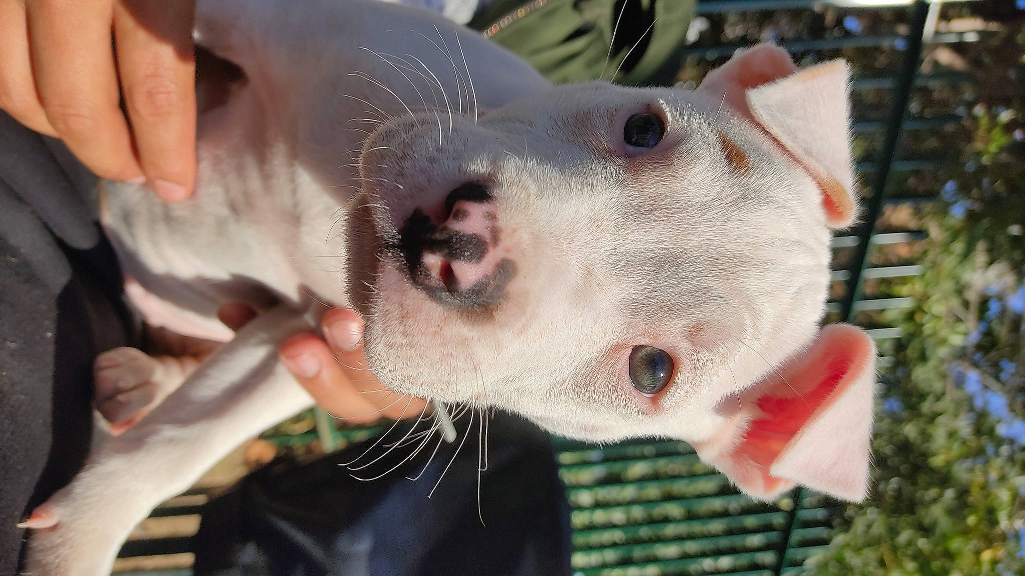 Tina a rejoint le concours — aidez-le/la à gagner de superbes lots ! carnivore, close_up, collar, dog, dog_breed, fang, fawn, fur, jaw, non_sporting_group, snout, terrestrial_animal, whiskers, working_animal