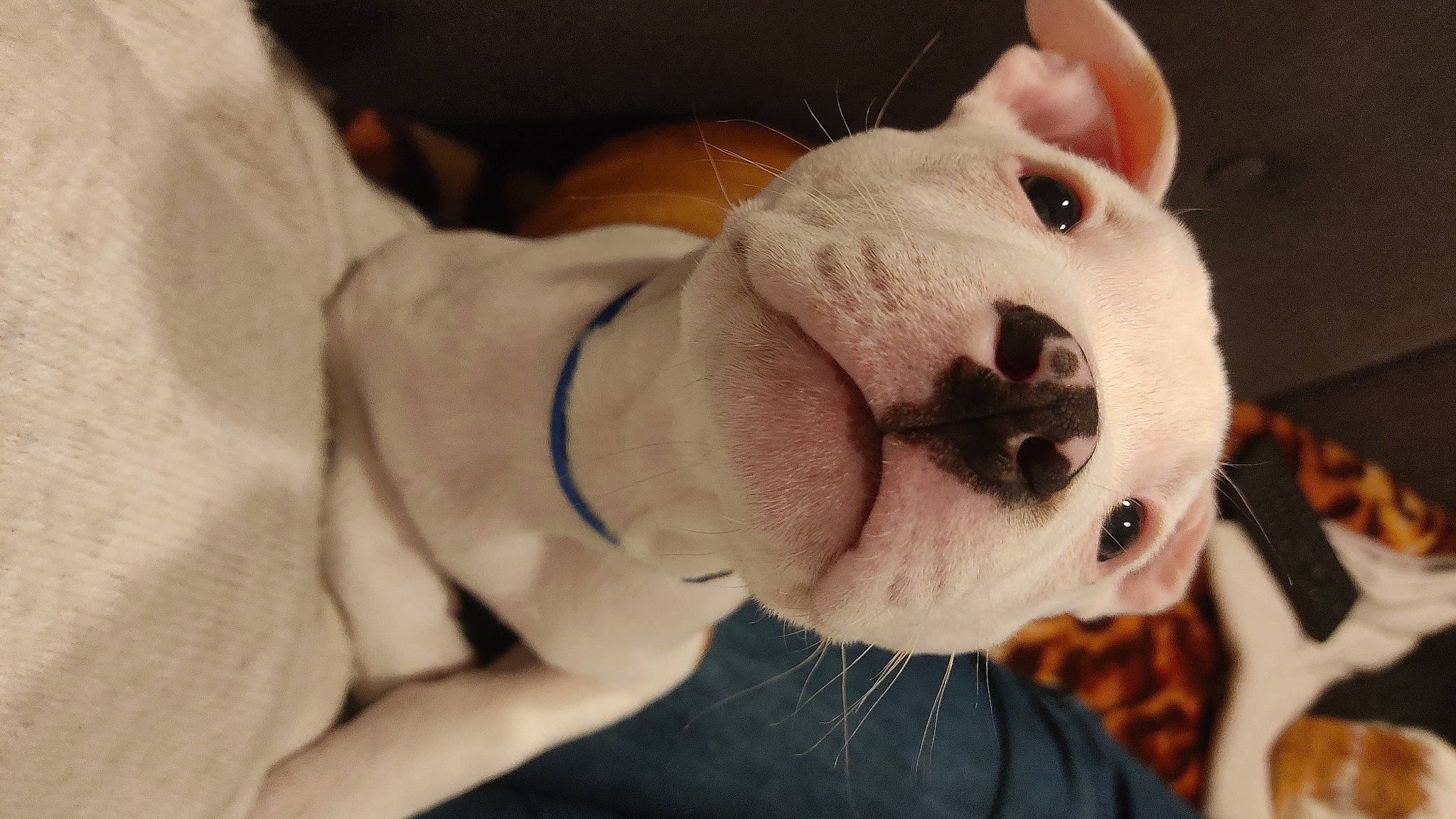 Tina a rejoint le concours — aidez-le/la à gagner de superbes lots ! canidae, collar, companion_dog, dog_breed, ear, eyelash, fawn, flesh, fur, head, non_sporting_group, nose, plush, snout, stuffed_toy, tail, terrestrial_animal, toy, whiskers, working_animal