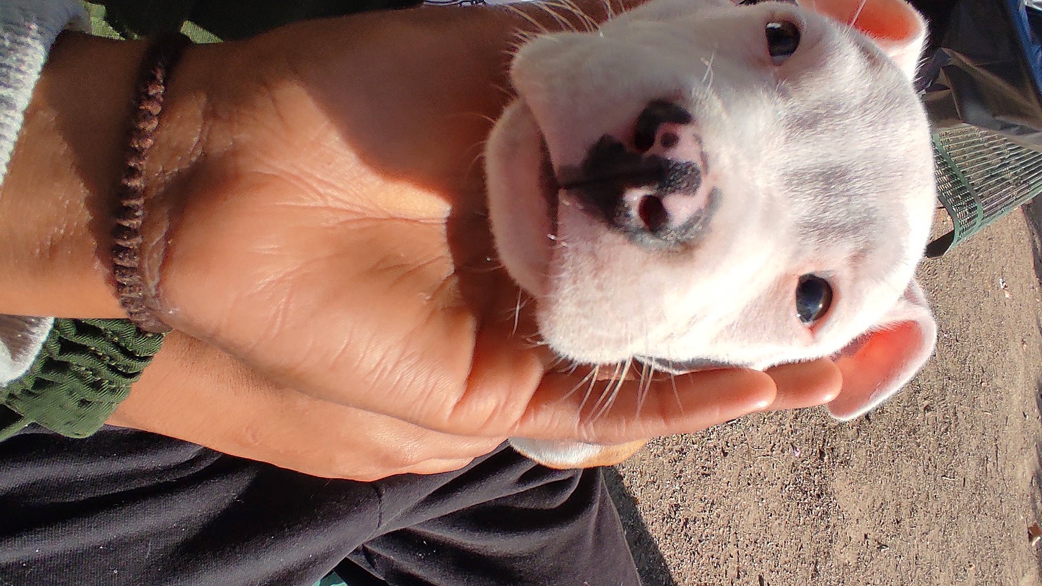 Tina participe au concours pour gagner de l'argent avec cette photo : blowfish, canidae, carnivore, companion_dog, dog, dog_breed, fang, fawn, felidae, fish, flesh, fur, gesture, jaw, non_sporting_group, snout, sporting_group, whiskers, wrist