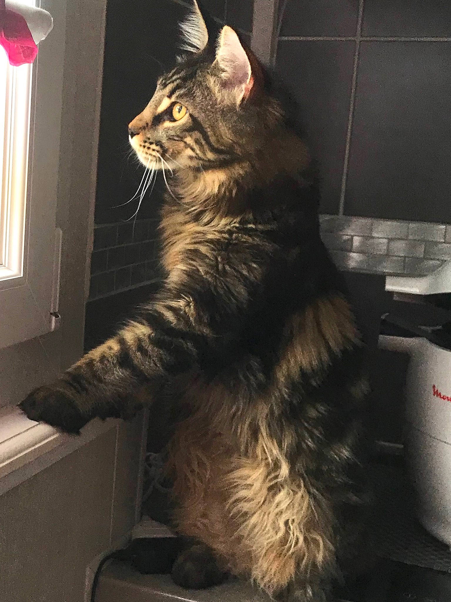 Popeye participe au concours pour gagner de l'argent avec cette photo : asian, british_semi_longhair, carnivore, cat, domestic_long_haired_cat, domestic_short_haired_cat, dragon_li, european_shorthair, felidae, fur, kurilian_bobtail, laperm, maine_coon, norwegian_forest_cat, siberian, small_to_medium_sized_cats, snout, tabby_cat, tail, whiskers