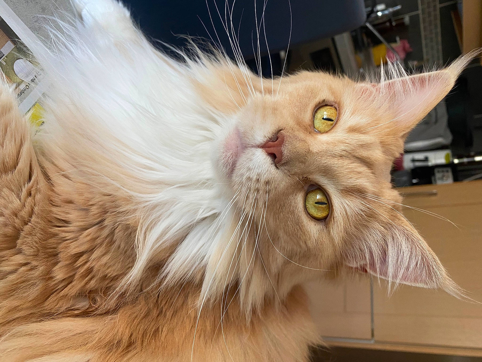 Mako participe au concours pour gagner de l'argent avec cette photo : carnivore, cat, claw, domestic_short_haired_cat, felidae, fur, paw, plant, small_to_medium_sized_cats, snout, tail, vegetable, whiskers