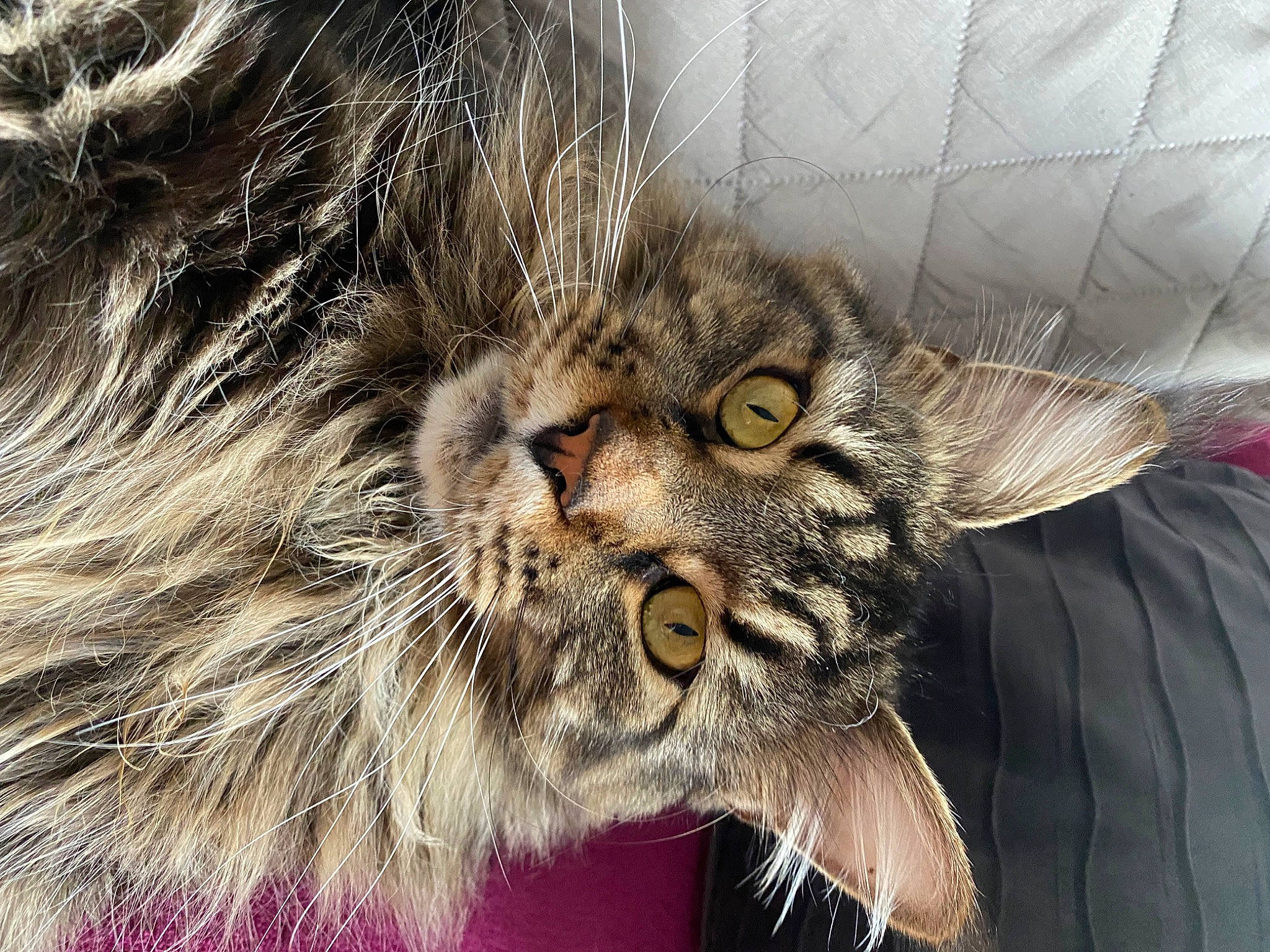 Popeye participe au concours pour gagner de l'argent avec cette photo : carnivore, cat, claw, close_up, domestic_short_haired_cat, eye, fang, felidae, fur, liver, macro_photography, paw, photography, roar, shout, small_to_medium_sized_cats, terrestrial_animal, whiskers, wildlife