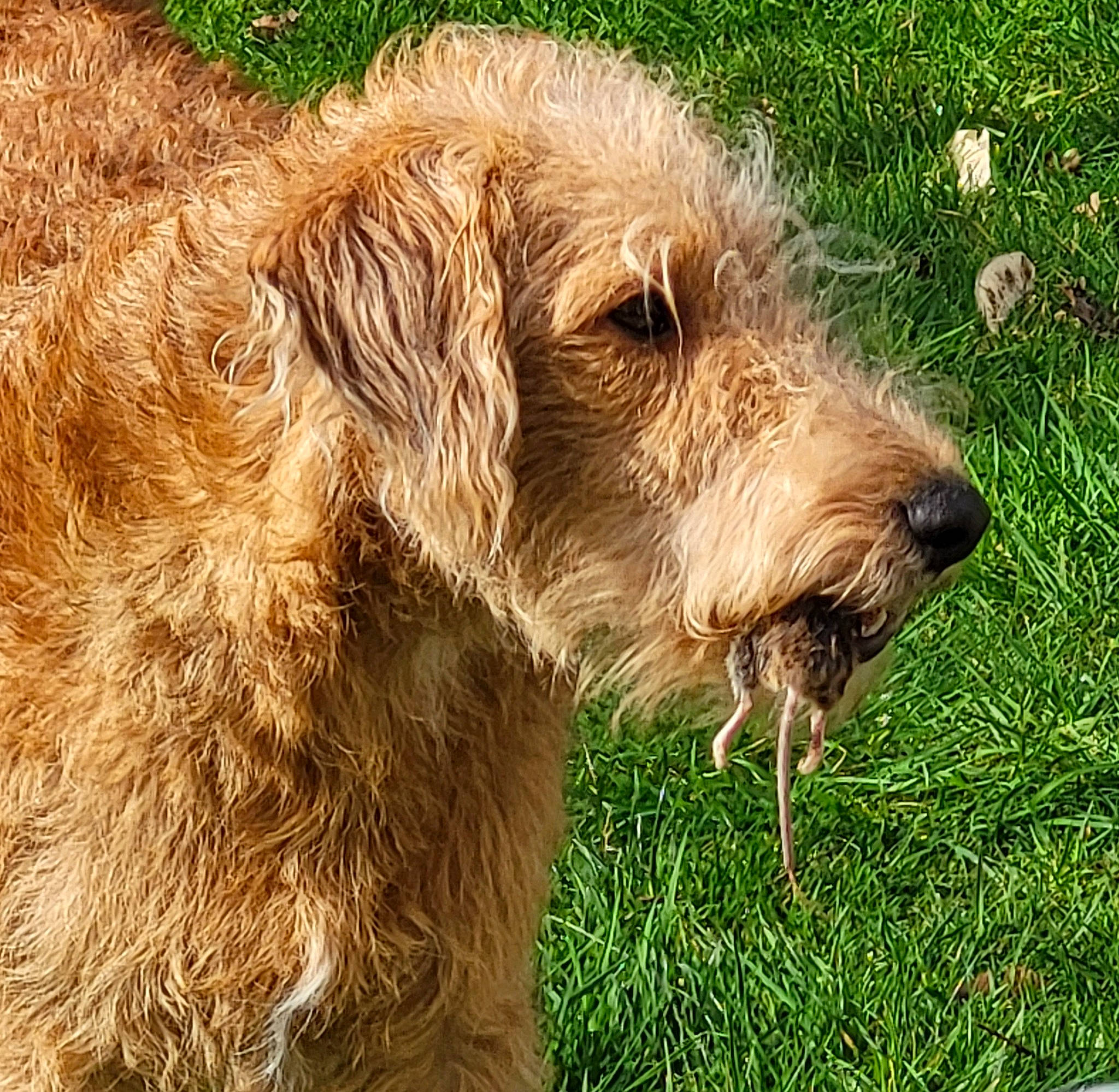 Uros participe au concours pour gagner de l'argent avec cette photo : canidae, carnivore, companion_dog, dog, dog_breed, event, fawn, fur, grass, grass_family, grassland, liver, prairie, snout, sporting_group, terrestrial_animal, terrier, wildlife, working_animal, working_terrier