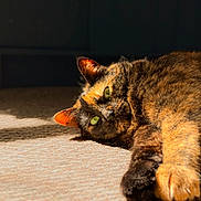 Murphy joined the competition — help win amazing prizes! cat, tortoiseshell_cat, pet, feline, indoor, sunlight, sunbeam, carpet, paw, green_eyes, relaxed, cozy, portrait, close_up, whiskers, fur, lying_down, domestic_cat, sleepy, household