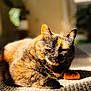cat, tortoiseshell, pet, indoor, sunlight, carpet, cozy, sleepy, whiskers, portrait, shallow_depth_of_field, warm_tones, fur, closeup, paw, ear, green_eyes, lounging, home_interior, relaxed