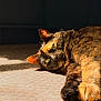 Murphy joined the competition — help win amazing prizes! cat, tortoiseshell_cat, pet, feline, indoor, sunlight, sunbeam, carpet, paw, green_eyes, relaxed, cozy, portrait, close_up, whiskers, fur, lying_down, domestic_cat, sleepy, household
