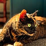 Murphy is registered to the contest to win money with this photo: cat, tortoiseshell, feline, pet, green_eyes, whiskers, ear, paw, fur, close_up, portrait, sunlight, indoor, carpet, resting, relaxed, domestic_animal, animal, gaze, texture