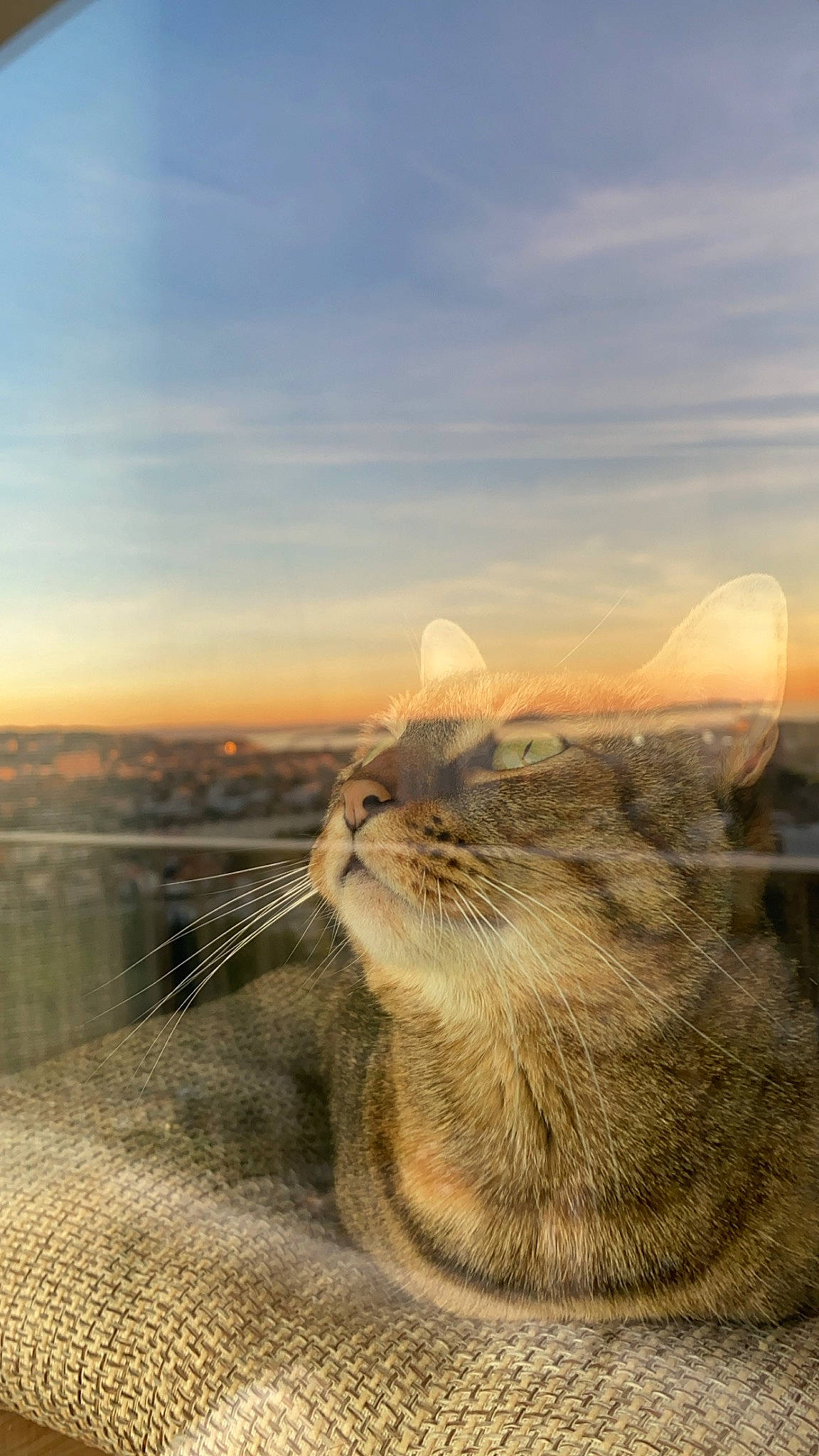 Naïa participe au concours pour gagner de l'argent avec cette photo : aeolian_landform, carnivore, cat, cloud, domestic_short_haired_cat, evening, fawn, felidae, grass, grassland, horizon, landscape, sand, sky, small_to_medium_sized_cats, snout, sunlight, terrestrial_animal, whiskers, wood