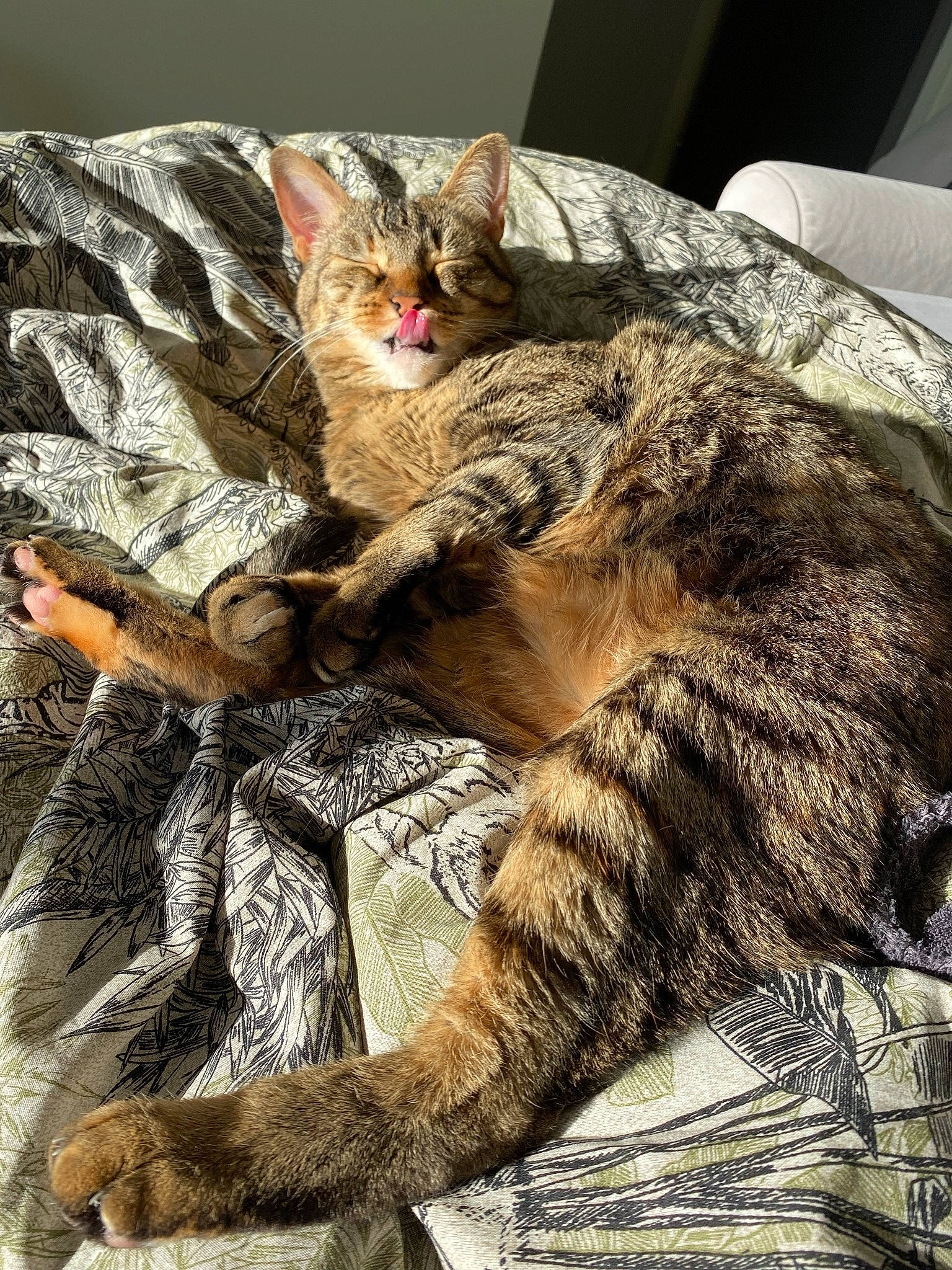 Naïa participe au concours pour gagner de l'argent avec cette photo : carnivore, cat, claw, comfort, domestic_short_haired_cat, fawn, felidae, foot, fur, nap, paw, sleep, small_to_medium_sized_cats, snout, tail, terrestrial_animal, tree, whiskers, wildlife