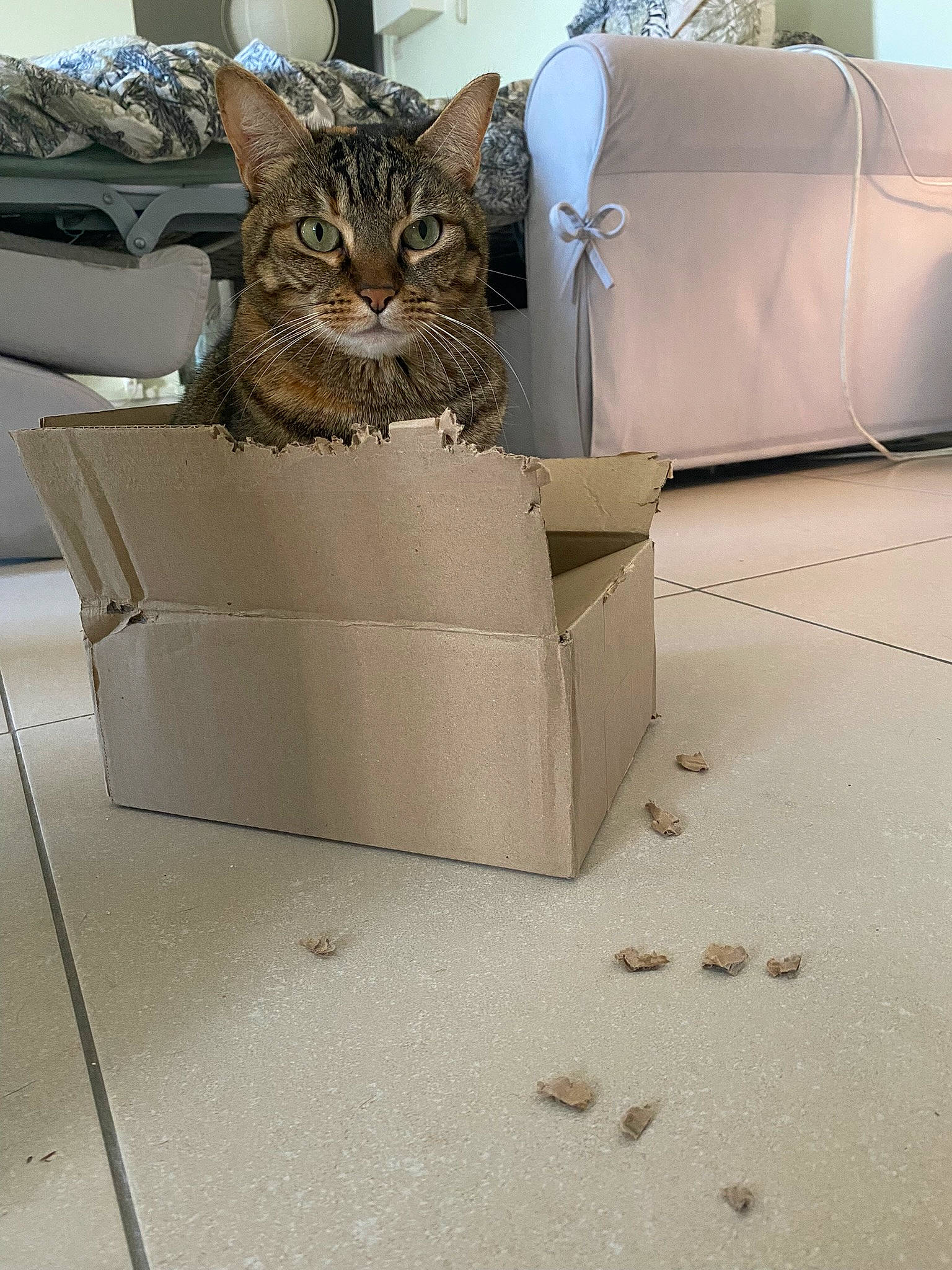 Naïa participe au concours pour gagner de l'argent avec cette photo : box, cardboard, carnivore, cat, comfort, couch, domestic_short_haired_cat, felidae, floor, flooring, grey, hardwood, living_room, plant, shipping_box, small_to_medium_sized_cats, studio_couch, tail, whiskers, wood