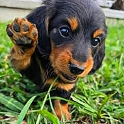 Theodore is registered to the contest to win money with this photo: puppy, dog, black, brown, grass, close_up, paw, cute, animal, pet, outdoor, young, fur, face, playful, nature, mammal, small, adorable, friendly