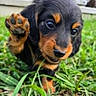 puppy, dog, black, brown, grass, close_up, paw, cute, animal, pet, outdoor, young, fur, face, playful, nature, mammal, small, adorable, friendly