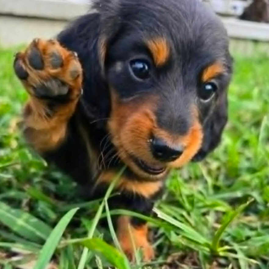 Theodore is registered to the contest to win money with this photo: puppy, dog, black, brown, grass, close_up, paw, cute, animal, pet, outdoor, young, fur, face, playful, nature, mammal, small, adorable, friendly