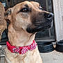 dog, pet, collar, bowtie, red, brown, canine, porch, outdoor, furniture, wicker_chair, dog_bowl, animal, closeup, muzzle, ears, fur, side_view, domestic_animal, portrait