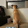 dog, sitting, window, blinds, carpet, indoor, pet, tail, back_view, tissue_box, paper, reflection, wall, quiet, calm, brown_dog, domestic, floor, room, looking