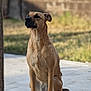 dog, brown_dog, sitting, outdoor, patio, stone_floor, grass, wall, canine, pet, animal, alert, ears, fur, muzzle, paw, shadow, daylight, nature, watchful