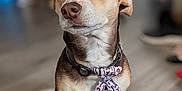 Jake is registered to the contest to win money with this photo: dog, tie, pet, indoor, floor, brown, white, sitting, looking, collar, animal, cute, domestic, canine, closeup, portrait, background_blur, wooden_floor, tie_pattern, curious