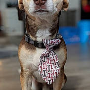 Jake is registered to the contest to win money with this photo: dog, tie, brown, white, indoor, floor, pet, animal, sitting, collar, cute, focused, portrait, canine, fur, ears, paws, wide_eyes, tie_pattern, wooden_floor