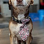 dog, tie, brown, white, indoor, floor, pet, animal, sitting, collar, cute, focused, portrait, canine, fur, ears, paws, wide_eyes, tie_pattern, wooden_floor