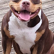 Dior a rejoint le concours — aidez-le/la à gagner de superbes lots ! dog, smiling, tongue_out, happy, sitting, wooden_deck, brown_fur, white_chest, outdoor, pet, canine, friendly, muscular, close_up, animal, domestic_animal, portrait, paw, fur_texture, sunlight