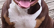 Dior a rejoint le concours — aidez-le/la à gagner de superbes lots ! dog, smiling, tongue_out, happy, sitting, wooden_deck, brown_fur, white_chest, outdoor, pet, canine, friendly, muscular, close_up, animal, domestic_animal, portrait, paw, fur_texture, sunlight
