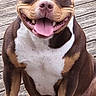 dog, smiling, tongue_out, happy, sitting, wooden_deck, brown_fur, white_chest, outdoor, pet, canine, friendly, muscular, close_up, animal, domestic_animal, portrait, paw, fur_texture, sunlight