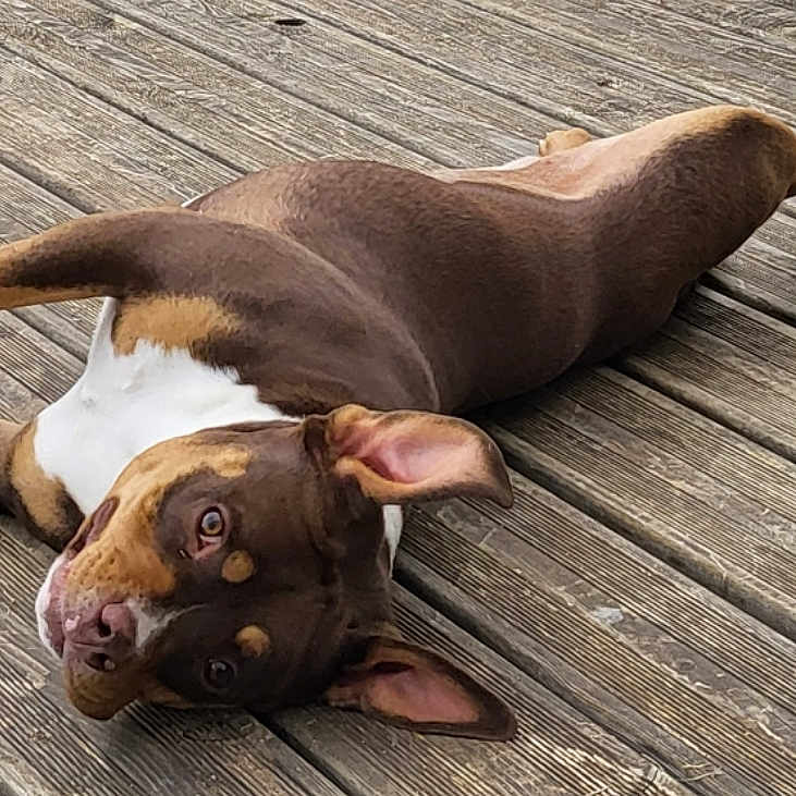 Dior a rejoint le concours — aidez-le/la à gagner de superbes lots ! dog, brown_dog, white_paw, wooden_deck, outdoor, pet, lying_down, ears_up, curious, animal, canine, playful, relaxed, fur, snout, tongue_out, daylight, nature, companion, friendly