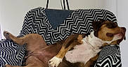 Dior a rejoint le concours — aidez-le/la à gagner de superbes lots ! dog, canine, pet, relaxed, sleeping, chair, blanket, zigzag_pattern, indoor, furniture, cozy, brown_dog, white_chest, paw, snout, ears, resting, comfortable, domestic_animal, floor