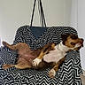 dog, canine, pet, relaxed, sleeping, chair, blanket, zigzag_pattern, indoor, furniture, cozy, brown_dog, white_chest, paw, snout, ears, resting, comfortable, domestic_animal, floor