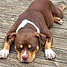 Dior participe au concours pour gagner de l'argent avec cette photo : dog, sleeping, brown_dog, white_markings, wooden_deck, outdoor, pet, canine, resting, paw, nose, ear, animal, fur, closeup, relaxed, nature, daylight, quiet, calm