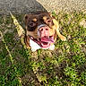 Dior a rejoint le concours — aidez-le/la à gagner de superbes lots ! dog, brown, white, tongue_out, happy, grass, dirt, shadow, sunlight, outdoor, concrete, pet, canine, looking_up, playful, sitting, wide_mouth, daylight, excited, nose