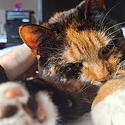 Harley is registered to the contest to win money with this photo: cat, calico_cat, paw, close_up, feline, pet, indoor, resting, human_arm, furry, whiskers, relaxed, bed, soft, domestic_animal, animal, cute, sleepy, cozy, fur