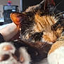 cat, calico_cat, paw, close_up, feline, pet, indoor, resting, human_arm, furry, whiskers, relaxed, bed, soft, domestic_animal, animal, cute, sleepy, cozy, fur