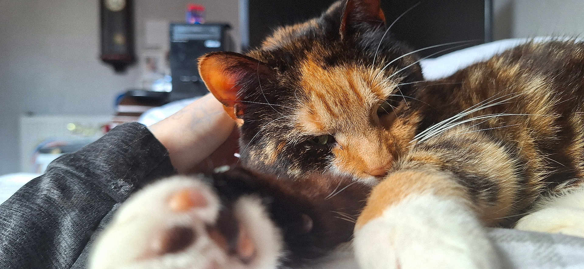 Harley is registered to the contest to win money with this photo: cat, calico_cat, paw, close_up, feline, pet, indoor, resting, human_arm, furry, whiskers, relaxed, bed, soft, domestic_animal, animal, cute, sleepy, cozy, fur