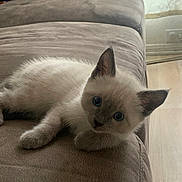 Baby joined the competition — help win amazing prizes! kitten, cat, blue_eyes, fluffy, indoor, couch, furniture, beige, pet, animal, cute, young, lying_down, curious, soft_light, domestic, mammal, small, cozy, resting