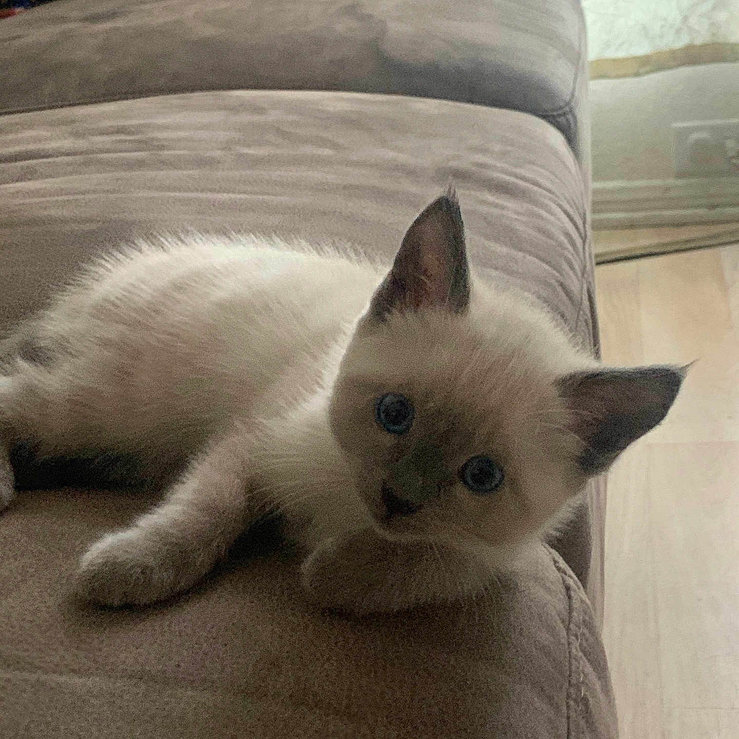 Baby joined the competition — help win amazing prizes! kitten, cat, blue_eyes, fluffy, indoor, couch, furniture, beige, pet, animal, cute, young, lying_down, curious, soft_light, domestic, mammal, small, cozy, resting