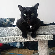 Skeeter is registered to the contest to win money with this photo: black_cat, cat, cat_tree, green_eyes, indoor, feline, pet, animal, carpeted, resting, looking_at_camera, living_room, plaid_blanket, furniture, floor, domestic_cat, cute, whiskers, ears, relaxed